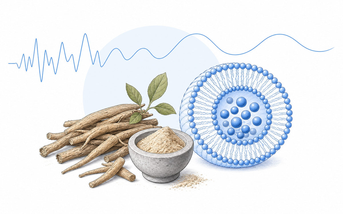 Ashwagandha-Studien zu Cortisol: Wurzeln und Pulver im Mörser, darüber eine Linie, die ruhiger wird