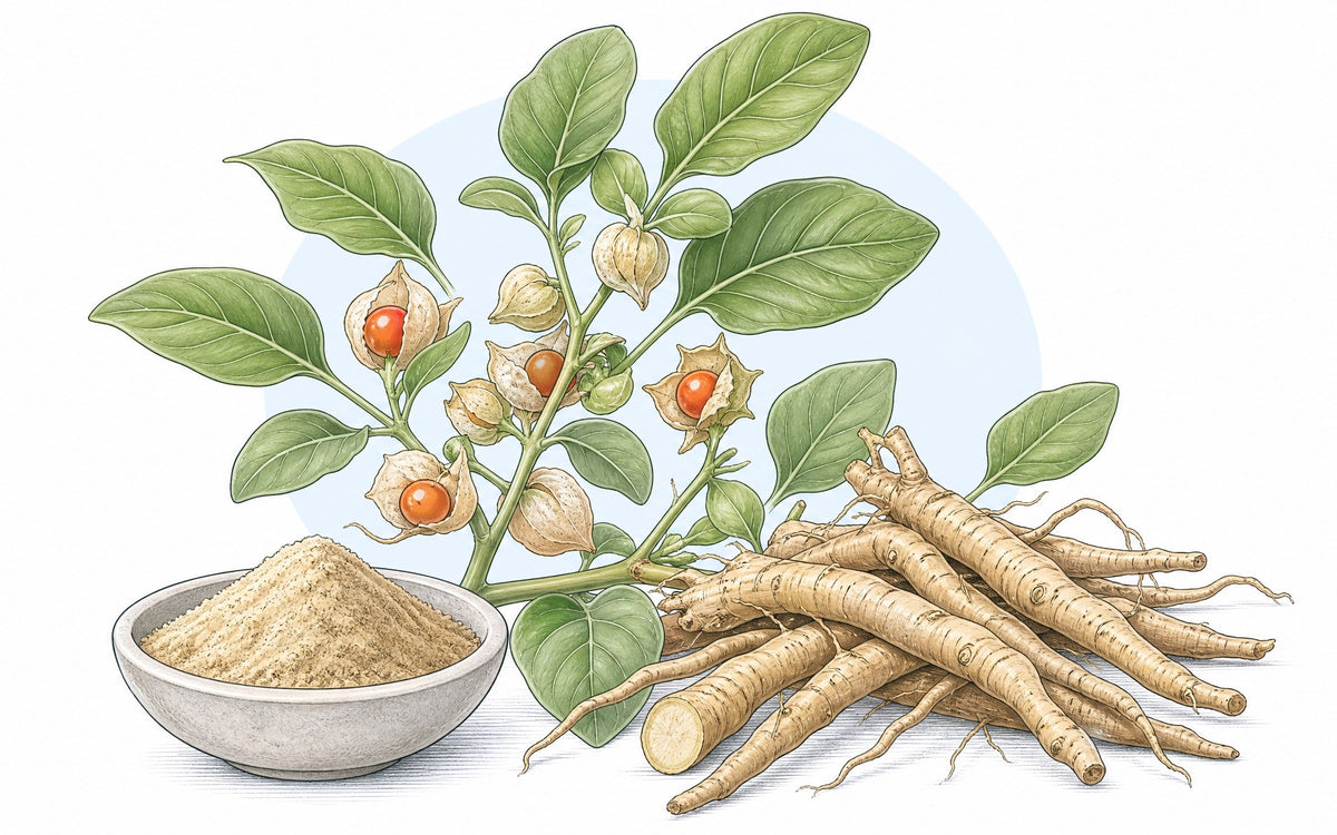 Ashwagandha, wofür wird die Wurzel genutzt? Pflanze mit Beeren, Wurzel und Pulver