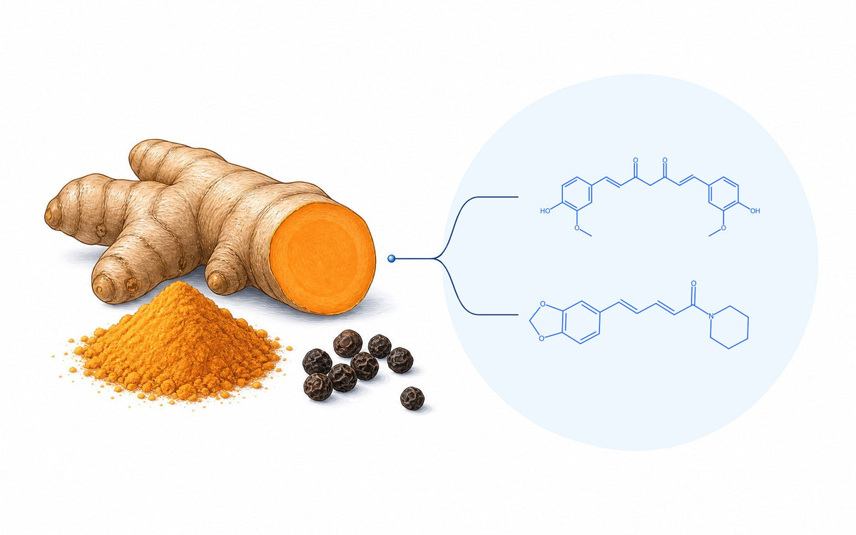 Kurkuma zusammen mit Pfeffer: Kurkumawurzel, Kurkumapulver und Pfefferkörner mit den Strukturformeln von Curcumin und Piperin