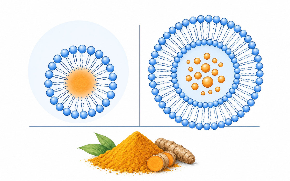 Mizellares Curcumin oder liposomal: Mizelle und Liposom nebeneinander, darunter Kurkumapulver