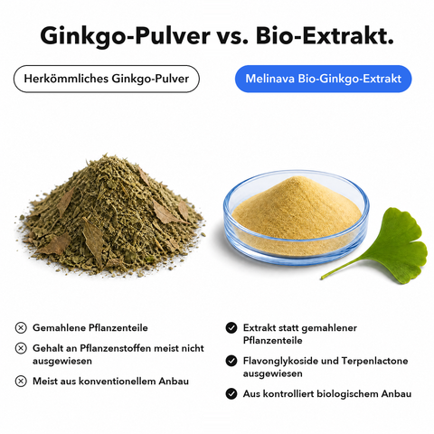 Bio Ginkgo Biloba: Ginkgo-Pulver vs. Bio-Extrakt