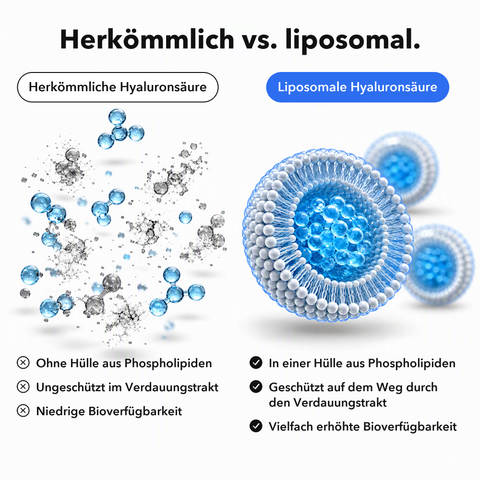 Liposomale Hyaluronsäure: Herkömmlich vs. liposomal