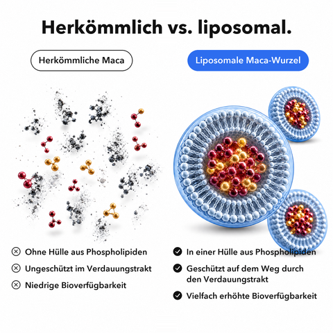 Liposomale Maca-Wurzel: Herkömmlich vs. liposomal