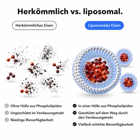 Liposomaler Eisen-Komplex: Herkömmlich vs. liposomal