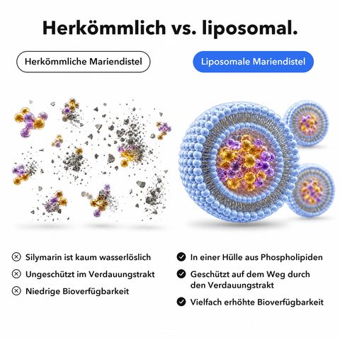 Liposomaler Mariendistel Extrakt: Herkömmlich vs. liposomal