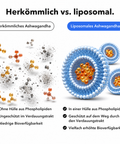 Liposomales Ashwagandha: Herkömmlich vs. liposomal