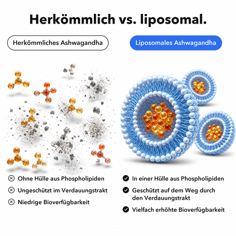 Liposomales Ashwagandha: Herkömmlich vs. liposomal