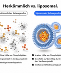 Liposomales Ashwagandha (Kapseln): Herkömmlich vs. liposomal