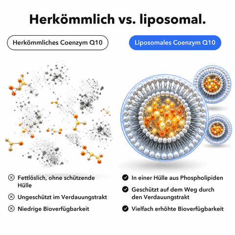 Liposomales Coenzym Q10: Herkömmlich vs. liposomal