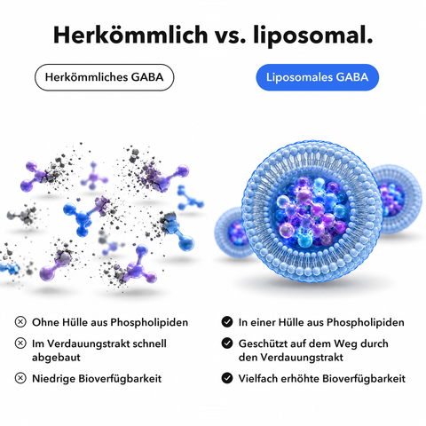 Liposomales GABA: Herkömmlich vs. liposomal