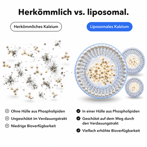 Liposomales Kalzium: Herkömmlich vs. liposomal