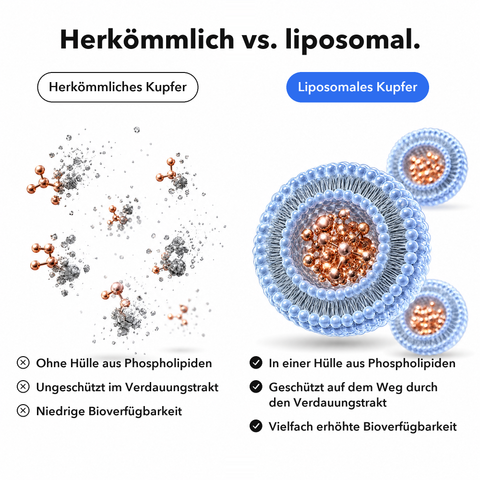 Liposomales Kupfer: Herkömmlich vs. liposomal