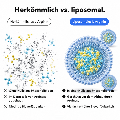 Liposomales L-Arginin: Herkömmlich vs. liposomal