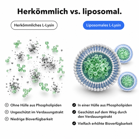 Liposomales L-Lysin: Herkömmlich vs. liposomal