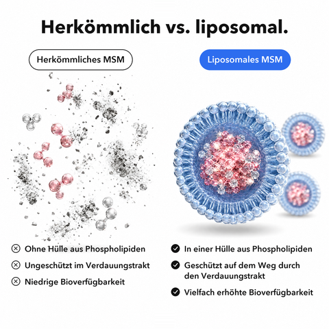 Liposomales MSM: Herkömmlich vs. liposomal