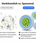 Liposomales NAC: Herkömmlich vs. liposomal