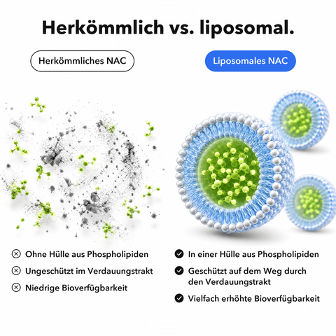 Liposomales NAC: Herkömmlich vs. liposomal
