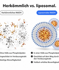 Liposomales NADH: Herkömmlich vs. liposomal