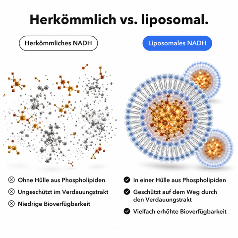 Liposomales NADH: Herkömmlich vs. liposomal