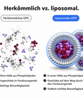 Liposomales OPC: Herkömmlich vs. liposomal
