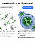 Liposomales PEA: Herkömmlich vs. liposomal