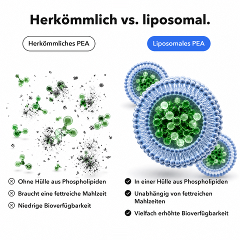 Liposomales PEA: Herkömmlich vs. liposomal