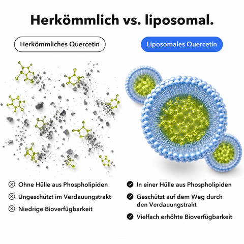 Liposomales Quercetin: Herkömmlich vs. liposomal