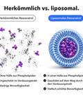 Liposomales Resveratrol: Herkömmlich vs. liposomal