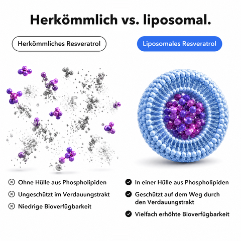 Liposomales Resveratrol: Herkömmlich vs. liposomal