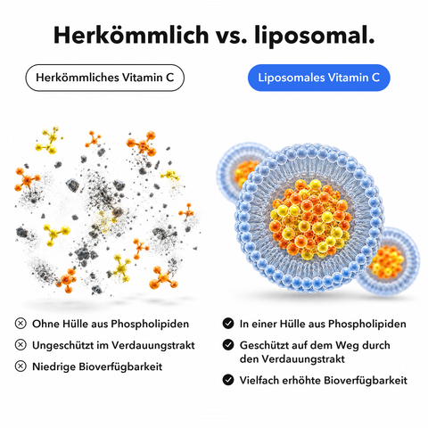 Liposomales Vitamin C: Herkömmlich vs. liposomal