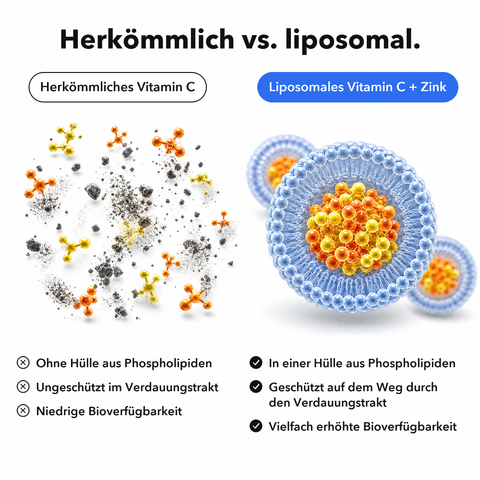 Liposomales Vitamin C + Zink: Herkömmlich vs. liposomal