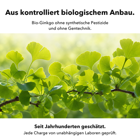 Bio Ginkgo Biloba: Aus kontrolliert biologischem Anbau