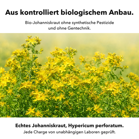 Bio Johanniskraut: Aus kontrolliert biologischem Anbau