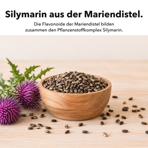 Liposomaler Mariendistel Extrakt: Silymarin aus der Mariendistel