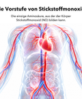 Liposomales L-Arginin: Die Vorstufe von Stickstoffmonoxid