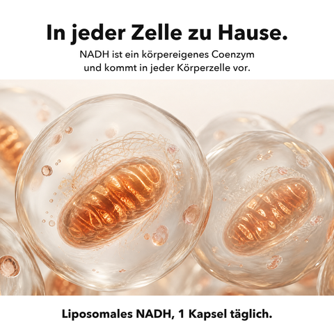 Liposomales NADH: In jeder Zelle zu Hause