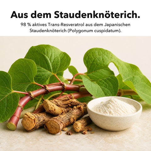 Liposomales Resveratrol: Aus dem Staudenknöterich